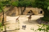 Bioparc - Zoo de Doué la Fontaine